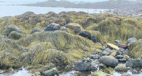 Odiorne Point State Park