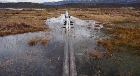 A boardwalk for traversing Sweden’s Stordalen Mire sinks in the thawing landscape. Credit: Moira Hough