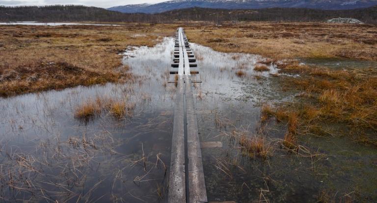 A boardwalk for traversing Sweden’s Stordalen Mire sinks in the thawing landscape. Credit: Moira Hough