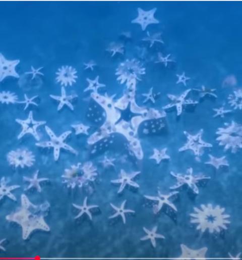 Olson Center and Madco3D's printed starfish on the ocean floor off the coast of Miami Beach.