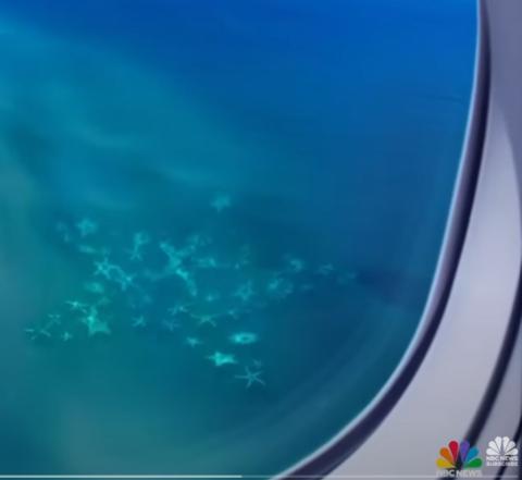 Olson Center and Madco3D's printed starfish on the ocean floor off the coast of Miami Beach.