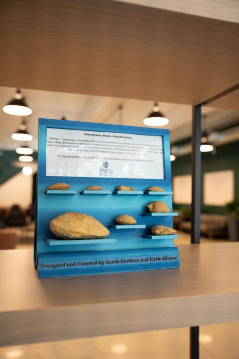 Bivalve and gastropod fossils on display at 121 Technology Drive 