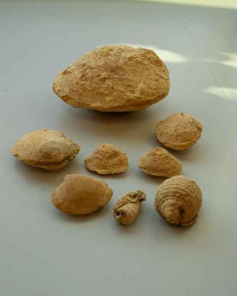 Bivalve and gastropod fossils 