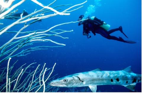 Great Barracuda and Diver Dick, Little Cayman Island