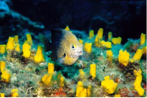 Threespot Damsel Fish among Boring Sponges, Dominica