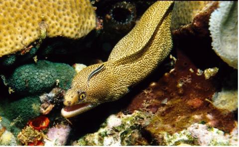 Spotted Moray Eel, Dominica 