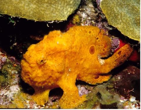 Frogfish, Dominica