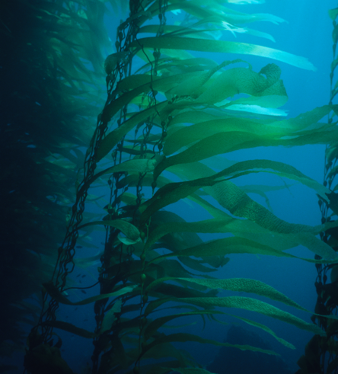 Giant Kelp, Channel Islands, CA