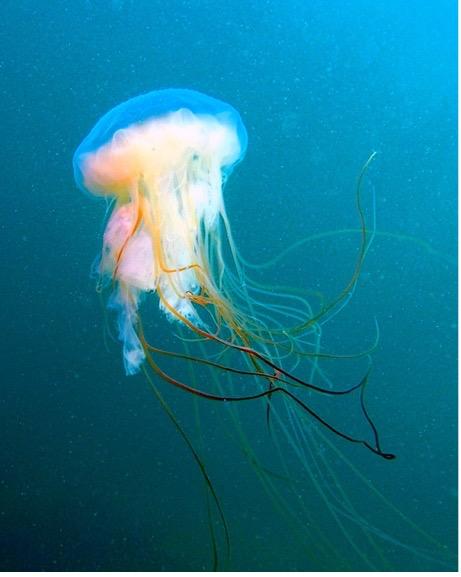 Lion’s Mane Jellyfish, Nubble Light, ME