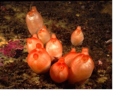 Sea Peach Tunicates, Nubble Light, ME