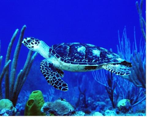 Hawksbill Turtle, Little Cayman Island