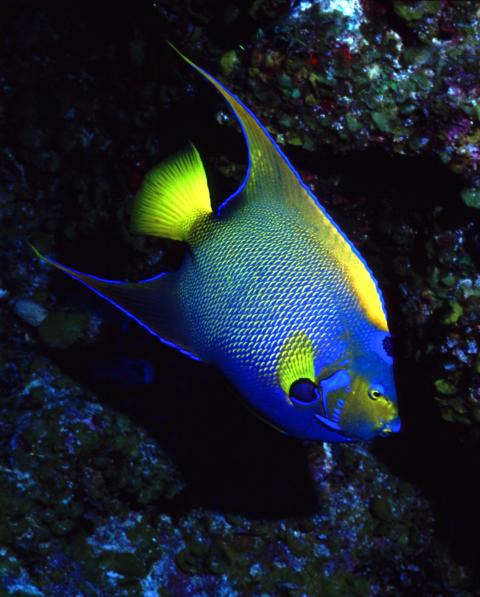 Queen Angelfish, Bonaire, NA 