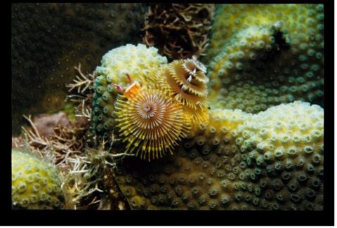 Christmas Tree Worms, Dominica