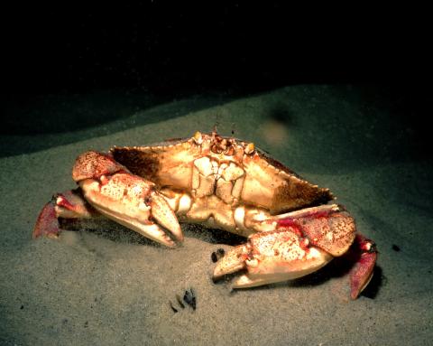 Rock Crab, Ogunquit, ME 