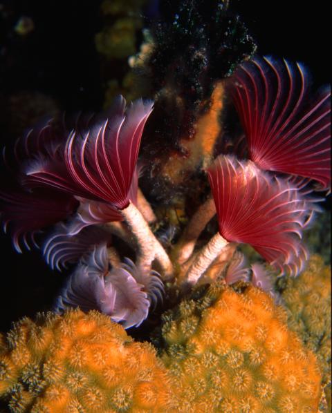 Feather Duster Worms, Bonaire, NA