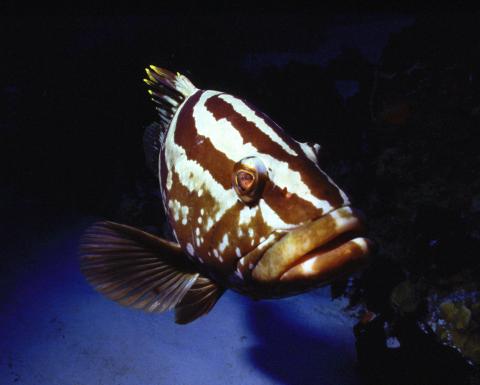 Nassau Grouper, San Salvador, Bahamas 