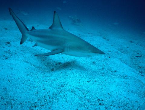 Blacktip Shark, Walker’s Cay, Bahamas 