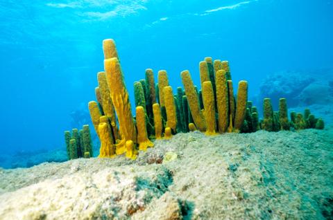 Tube Sponges, Dominica 