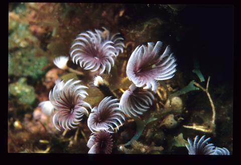 Feather Duster Worms, Little Cayman Island 