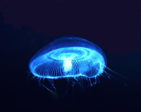 Moon Jellyfish, Nubble Light, ME 