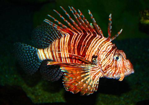 Lionfish, Turks and Caicos Islands 
