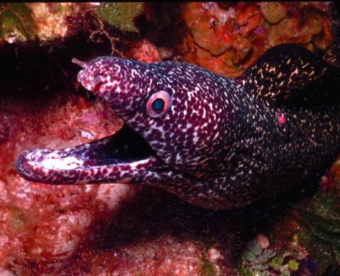 Spotted Morey Eel, Culebra, PR 
