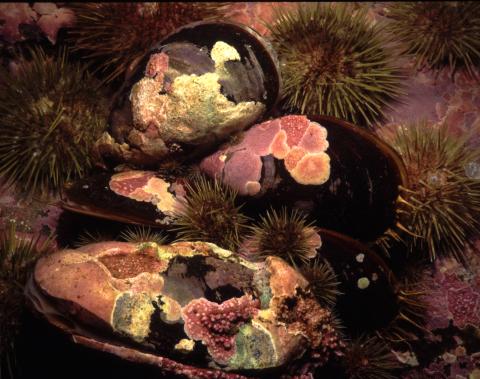 Horse Mussels & Urchins, Nubble Light, ME