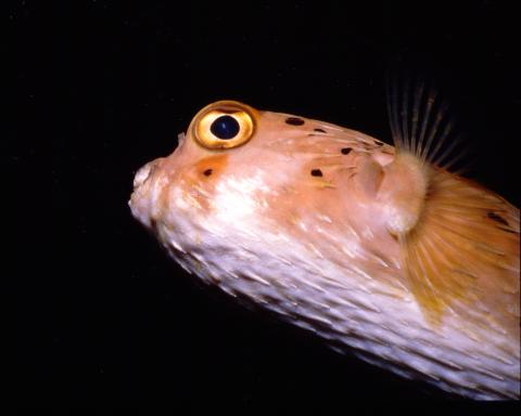 Pufferfish, San Salvador, Bahamas 