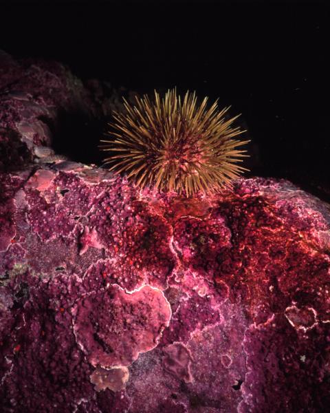 Green Sea Urchin, Nubble Light, ME 