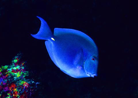 Blue Tang, Dominica 