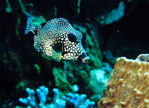 Spotted Trunkfish, Dominica 
