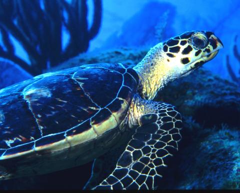 Hawksbill Turtle, Little Cayman Island 