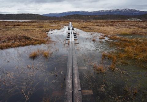 A boardwalk for traversing Sweden’s Stordalen Mire sinks in the thawing landscape. Credit: Moira Hough
